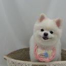 뽀도기 네이버블로그