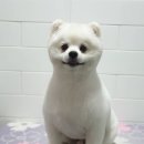 똘똘하개 네이버블로그