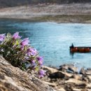 동강의 향기 이미지