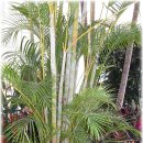 야자수정원 이미지