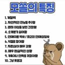 모쏠