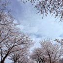달성군유가면한정보건진료소 | 대구 달성군 벚꽃 명소 &#39;달창지 벚꽃길&#39; 개화 현황, 축제 정보