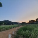 풀내음약국 | 평창 효석문화제 , 봉평메밀꽃축제 날짜 2024 / 9월 가을여행지 추천