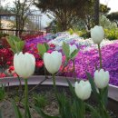 꽃여울강변 이미지