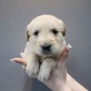 나은 캔넬 이미지