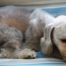 밍키애견 이미지