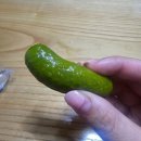 단봉길 | 구퍼즈 피클스 젤리 솔직 후기