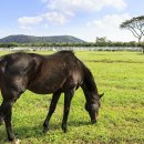 하도목장 이미지