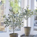 올리브나무 이미지