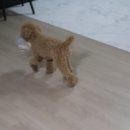 퍼피애견 이미지