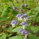 하장면 숙암리 마을회관 | 댓재~황장산~큰재~자암재~지각산(地角山).환선봉~덕항산~구부시령~푯대봉~건의령~피재.삼수령(백두대간...