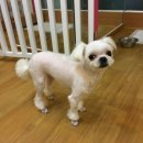 까까몽 애견미용실 이미지