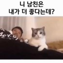 혼자두면 장판뜯어서 차린 개카페 이미지