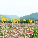 전남 장성읍 황룡강 생태공원 나들이/2023.6.10.토 이미지