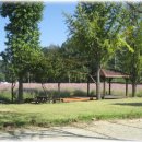 코스모스공원 이미지