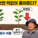 석천농장 | 무병묘 심으면 약값이 줄어든다?사과묘목 방제 횟수·비용 비교 + 농가 실제 후기