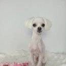 보라애견 이미지