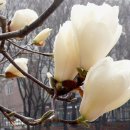 안성남사당공연장 이미지