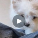 시블링즈 이미지