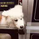 올리스(위례) | 위례애견미용, 위탁목욕 올리스위례점 후기
