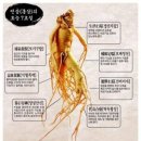 홍삼 이미지