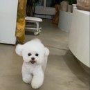 데우즈