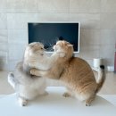 몽글그루밍 이미지