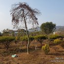 대천나무농원