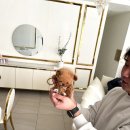 퍼피젤리 이미지