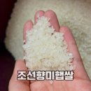 백진주 | 25년 햅쌀 탱글탱글 고소한 조선향미 맛좋은 백미밥 조선백진주 후기