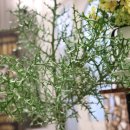 파크 블러썸 이미지