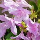 정일품농장 이미지