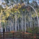 자작나무 조형물 이미지