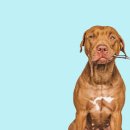 아이안 동물의료센터 이미지