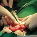 래플즈동물병원 이미지