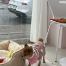 멍발란스 이미지