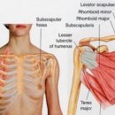 어깨통증 견갑하근 관리하기^^ 이미지