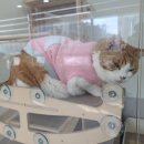 하은동물병원 이미지