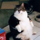 동탄동물병원 이미지