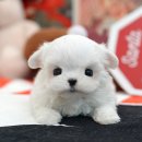 그리시아 화이트 매직 이미지