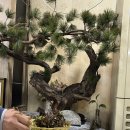 토종고기마을 | [부여맛집]부여 궁남지맛집 토종고기마을 | 벚꽃길에서 즐긴 삼겹살 저녁 후기