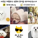 미스터 멍 애견샵 이미지