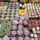 명원농장 이미지