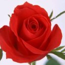 RoseDay 이미지