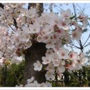 ◈ 제5회 한강 여의도 봄꽃축제 ◈ 이미지