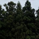 뚝딱뚝딱 셀프 하우스 | 🕊️W18. 셀프청첩장 300장 10만원 : 레터링청첩장...하우스 성원애드피아 인쇄 비교 후기 / 노블발렌티...