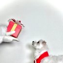 우리집첫째 | [부산 대연]강아지유치원 우리집첫째 대연점 | 믿을 수있는 찐후기