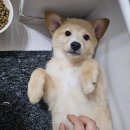 봉사 가능한 전국 유기동물보호소 리스트 (약 20곳 추가) 이미지