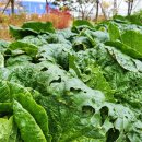 간식 텃밭 만들기 이미지