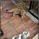 홍담 이미지